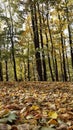 Autumn forest in Truskavets. Royalty Free Stock Photo