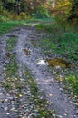Autumn forest, turn of the forest path, desert road in autumn park Royalty Free Stock Photo