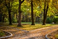 Autumn forest with two paths Royalty Free Stock Photo