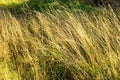 Autumn forest undergrowth vegetation. Yellow grass growing on herbaceous layer of understory or underbrush in forest.