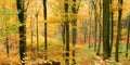 Autumn forest in valley Royalty Free Stock Photo