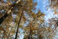 Birch trees in autumn