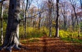 Autumn Forest Royalty Free Stock Photo