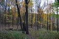 Autumn forest view with trees with yellow leaves Royalty Free Stock Photo