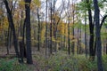 Autumn forest view with rocks and yellow foliage