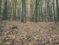 Autumn forest vintage image, natural background