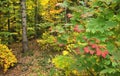 Autumn Forest in Vrancea, Romania Royalty Free Stock Photo