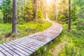 Autumn forest walk. Touristic wooden plank path