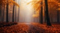 Autumn Forest Walkway With Mist Fog - High Quality 8k Sound
