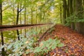 Autumn in the forest with water ditches and canals by Voorsterbos, Waterloopbos, Marknesse Flevoland, Netherlands Royalty Free Stock Photo