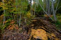 Autumn Forest Wetlands Swamp Landscape Royalty Free Stock Photo