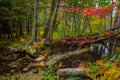 Autumn Forest Wetlands Swamp Landscape Royalty Free Stock Photo