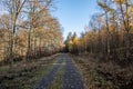 Autumn forest with wide forest path