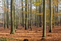 autumn in the forest width sunrays.