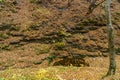 Autumn forest in the wild. Argillic mineral rocky soil. Background with copy space for text Royalty Free Stock Photo