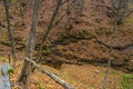 Autumn forest in the wild. Argillic mineral rocky soil. Background with copy space for text Royalty Free Stock Photo