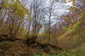 Autumn forest and wildlife in cloudy cold weather. Background with copy space for text