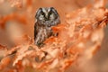 Autumn forest wildlife. Owl, detail portrait of bird in the nature habitat, Germany. Fall wood in orange, Bird hidden in the
