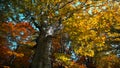 Autumn forest with wint blowing the yellow leaves Royalty Free Stock Photo