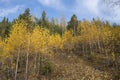 Autumn forest with yellow birches and bright green pines under a blue sky on a sunny day. Golden landscape of Indian Royalty Free Stock Photo