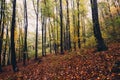 Autumn forest with yellow foliage