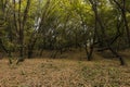 Autumn forest in yellow and green. A path in the thicket. The road is strewn with yellow leaves. Big pine trees. Nice weather in t Royalty Free Stock Photo