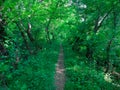 Autumn forest in yellow and green. A path in the thicket. The road is strewn with yellow leaves. Big pine trees. Nice weather in t Royalty Free Stock Photo