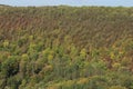 Autumn forest in yellow and green. A path in the thicket. The road is strewn with yellow leaves. Nice weather in the forest Royalty Free Stock Photo