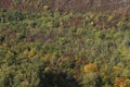 Autumn forest in yellow and green. A path in the thicket. The road is strewn with yellow leaves. Nice weather in the forest Royalty Free Stock Photo