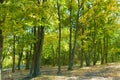 Autumn forest with yellow leaves and blue sky