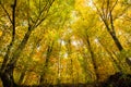 Autumn forest with yellow leaves Royalty Free Stock Photo