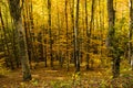 Autumn forest with yellow leaves Royalty Free Stock Photo