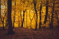 Autumn forest with yellow leaves Royalty Free Stock Photo