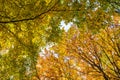 Autumn forest with yellow leaves Royalty Free Stock Photo