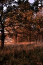 Autumn forest yellow leaves sunny day