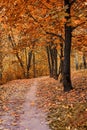 Autumn in the forest, yellow and orange leaves on the ground. Seasons autumn. Place for walking and recreation, park. Birch and