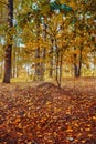 Autumn in the forest, yellow and orange leaves on the ground. Seasons autumn. Place for walking and recreation, park. Birch and