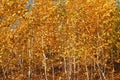 Forest with yellow trees