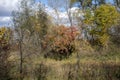 Autumn forest and yellow trees