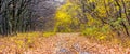 Autumn forest with yellow trees and road covered with fallen leaves, panorama Royalty Free Stock Photo