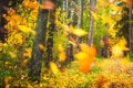 Autumn Forest. Yellow Trees In Woodland. Leaves Falling In Autumnal Park. Fall Scene In October Day. Colorful Nature Landscape