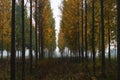 Autumn forest Royalty Free Stock Photo