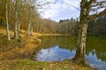 Autumn in the Foresta Umbra, Gargano, Italy Royalty Free Stock Photo