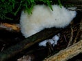 Forest ecosystem: Mushrooms in portrait - macro photographie
