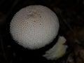 Forest ecosystem: Mushrooms in portrait - macro photographie