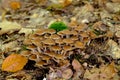 Forest ecosystem: Mushrooms in portrait - macro photographie