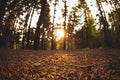 Autumn forests from the perspective of the undergrowth