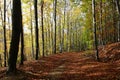 Autumn forrest Royalty Free Stock Photo