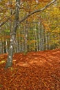 Autumn forrest with golden leaves blanket Royalty Free Stock Photo