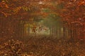 Autumn Forrest in morning fog Royalty Free Stock Photo